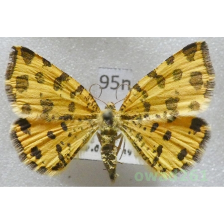 Pseudopanthera macularia (Linnaeus, 1758) Osmaganek plamek Czech95n